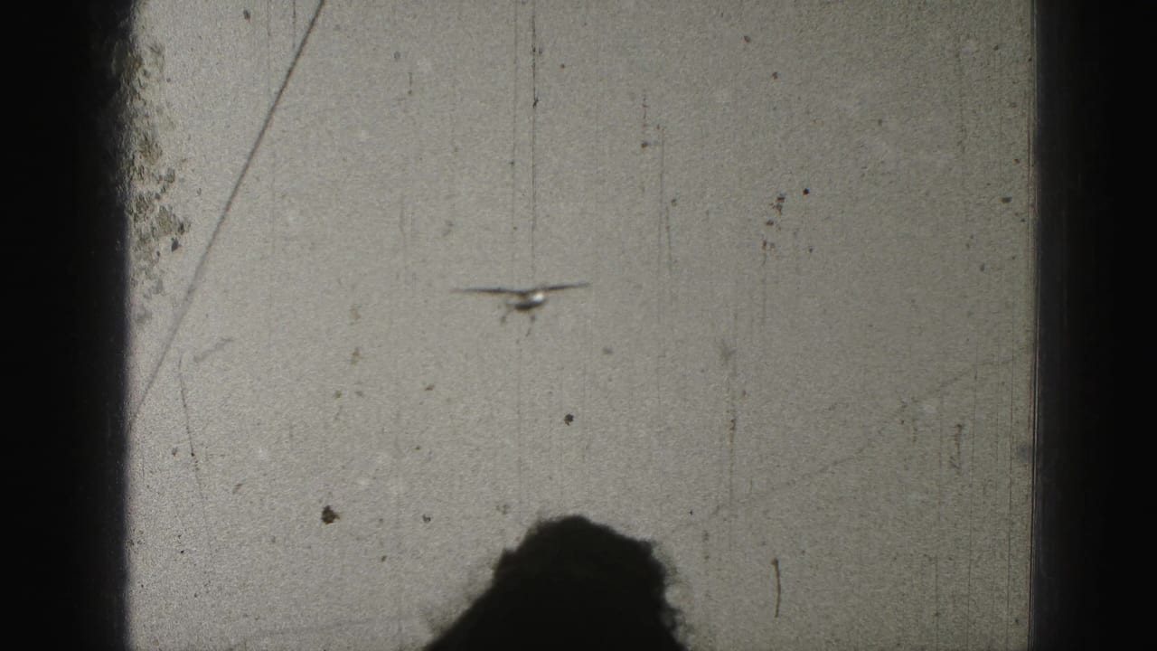 Distant small airplane in a pale sky with dark framing and film wear.