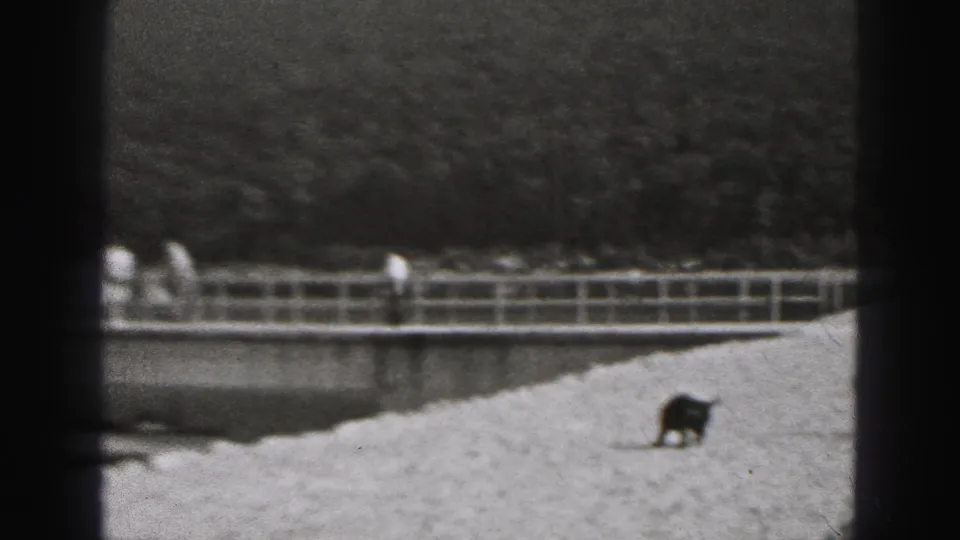 In New Cumberland, Pennsylvania, a small dog stands on a gravel levee near water, railings, trees, and distant hills.