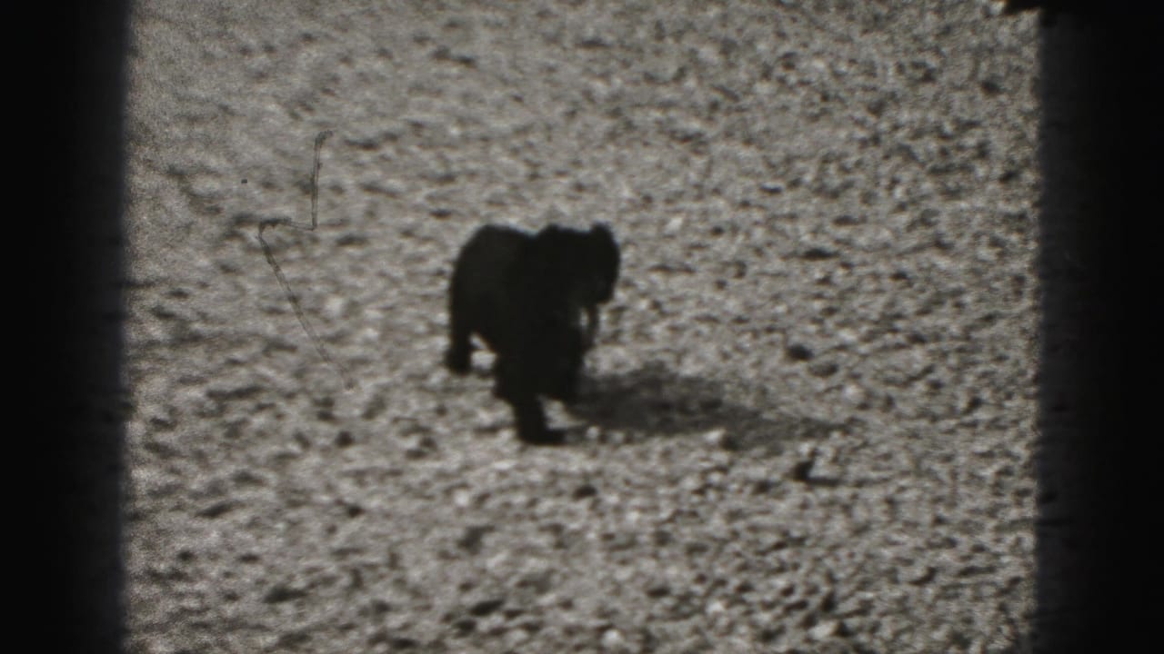 Small black puppy standing on a gravel surface beside dark film borders.