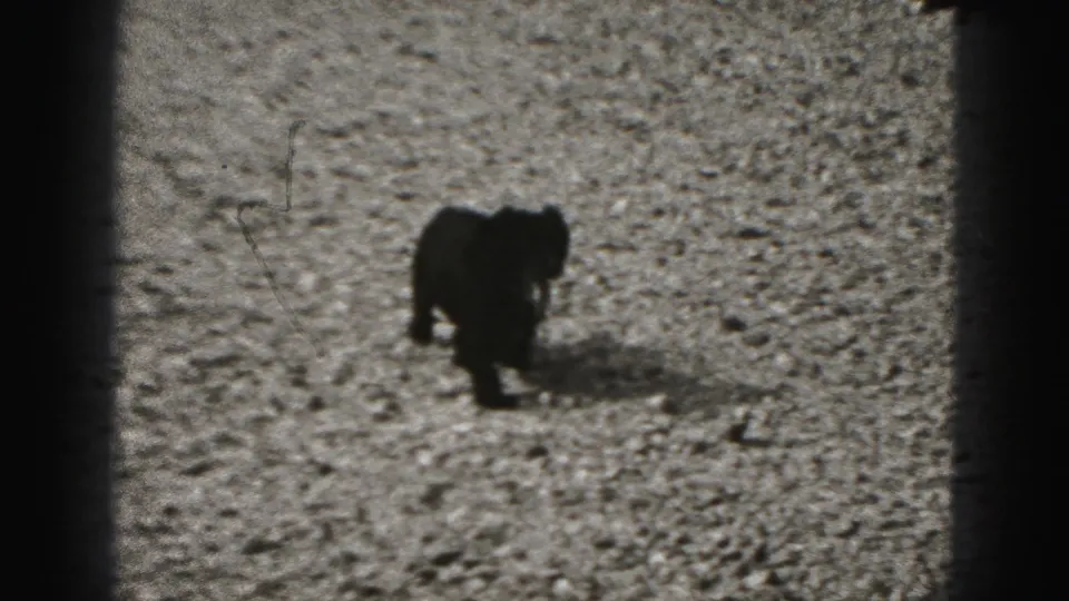 Small black puppy on gravel in a 1946 New Cumberland, Pennsylvania home-movie frame with heavy film borders.