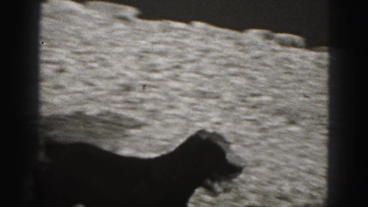 A small dark dog stands on gravel in black-and-white 8mm footage from the New Cumberland home movie.