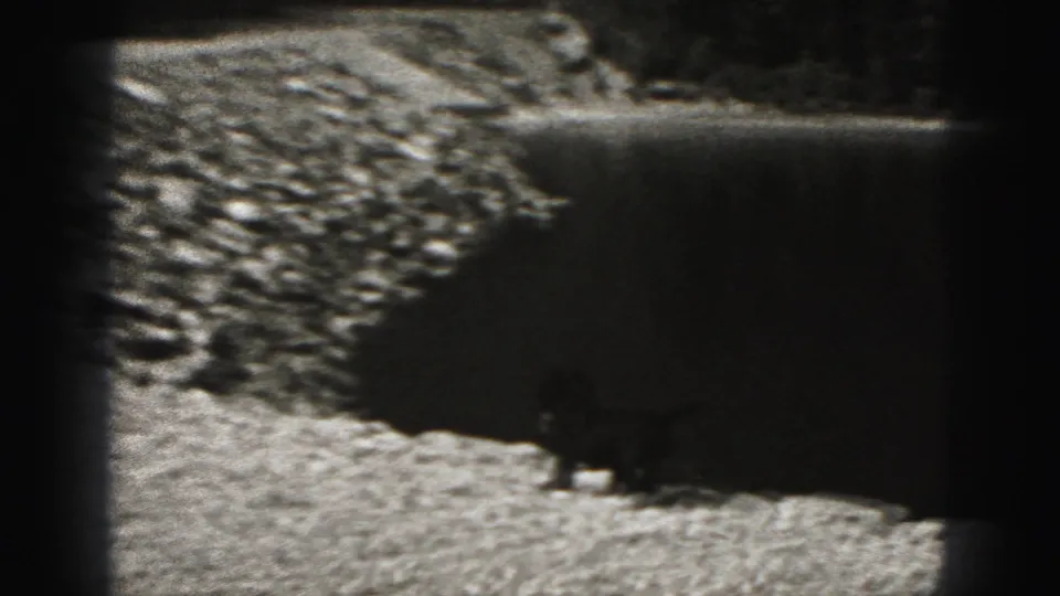 Black dog walks near a pebbled lakeshore in archival 8mm footage from New Cumberland, Pennsylvania.