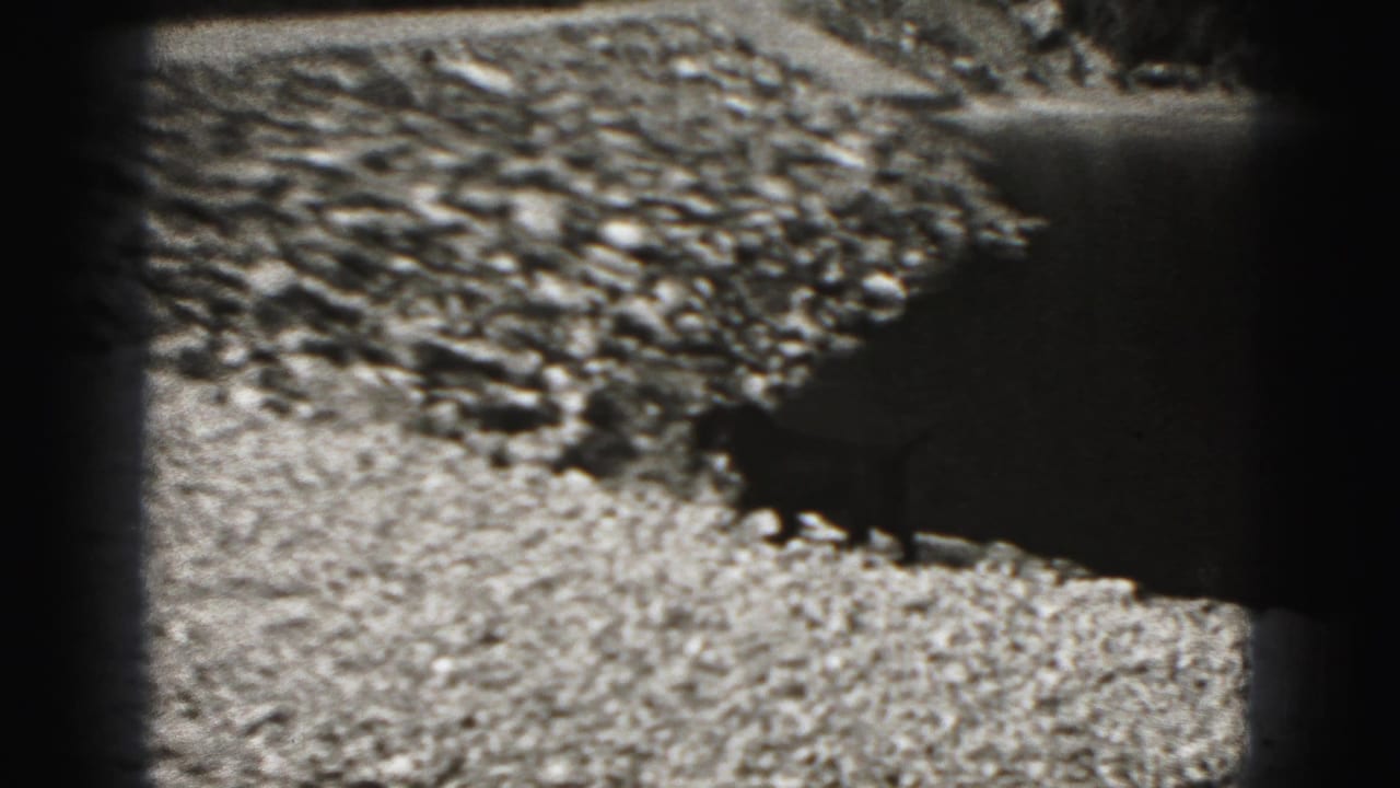 Black dog crosses the rocky shoreline beside calm water in 1946 black-and-white home-movie footage.