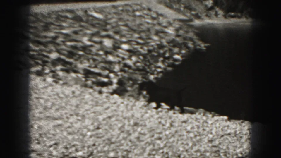 Black dog crosses the rocky shoreline beside calm water in 1946 black-and-white home-movie footage.