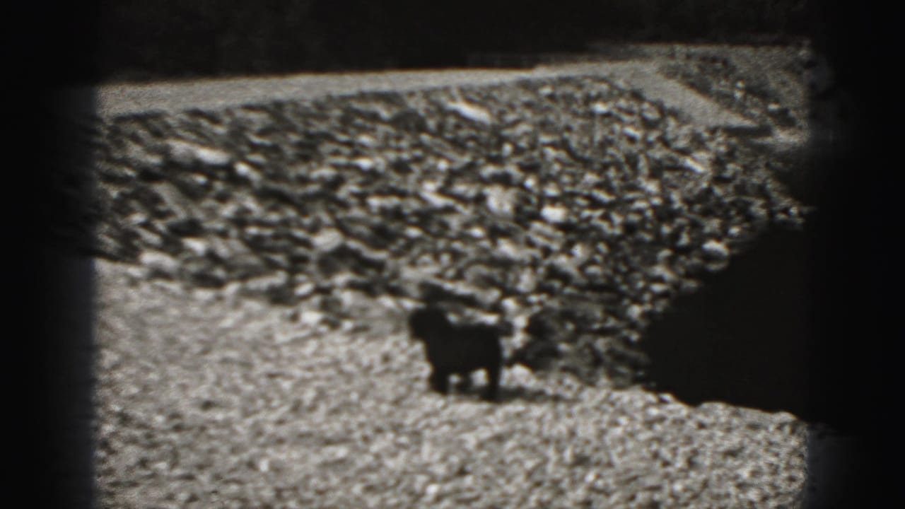 Small black dog pauses near the lakeshore in grainy 1940s home-movie footage from Pennsylvania.