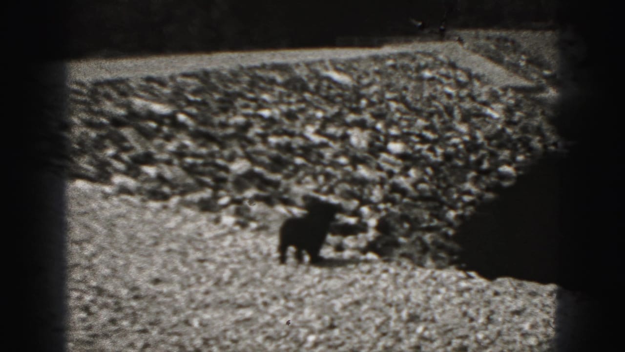 Small dark dog walking on gravel near a rocky slope.