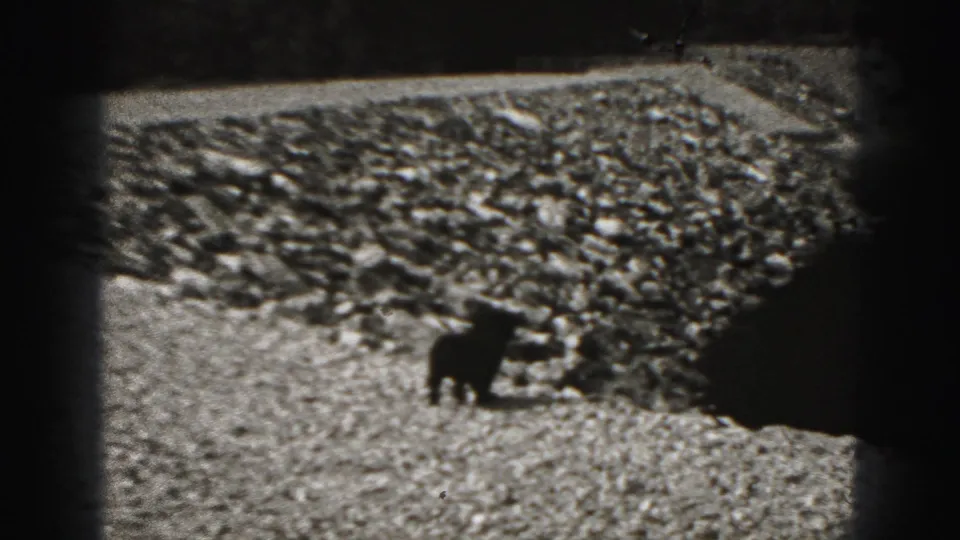 Small dark dog crosses uneven gravel in 1946 home-movie footage from New Cumberland, Pennsylvania.