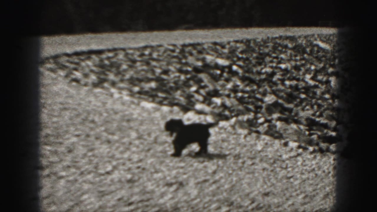 Small dog moves across an open gravel area in 1946 black-and-white home-movie footage.