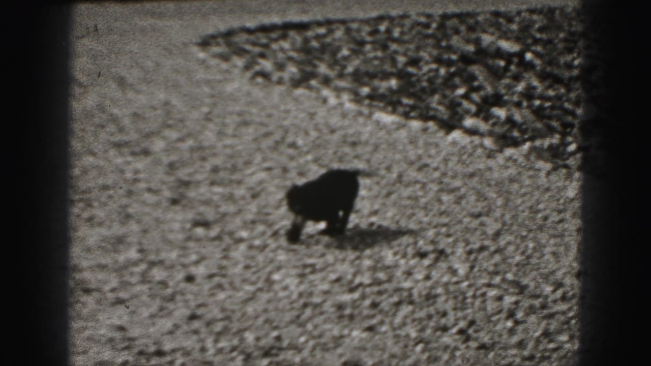 Small dog appears to sniff or lower its head on gravel in New Cumberland home-movie footage from 1946.