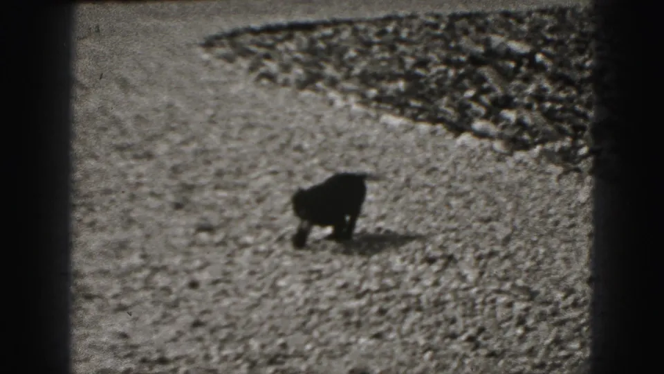 Small dog appears to sniff or lower its head on gravel in New Cumberland home-movie footage from 1946.