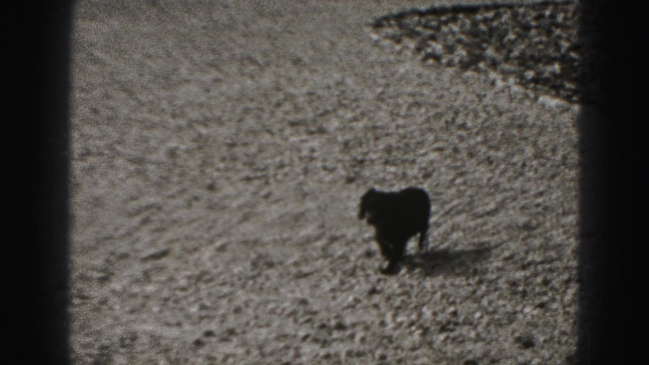 Small dark dog crosses a gravel area in 1946 New Cumberland home-movie footage.