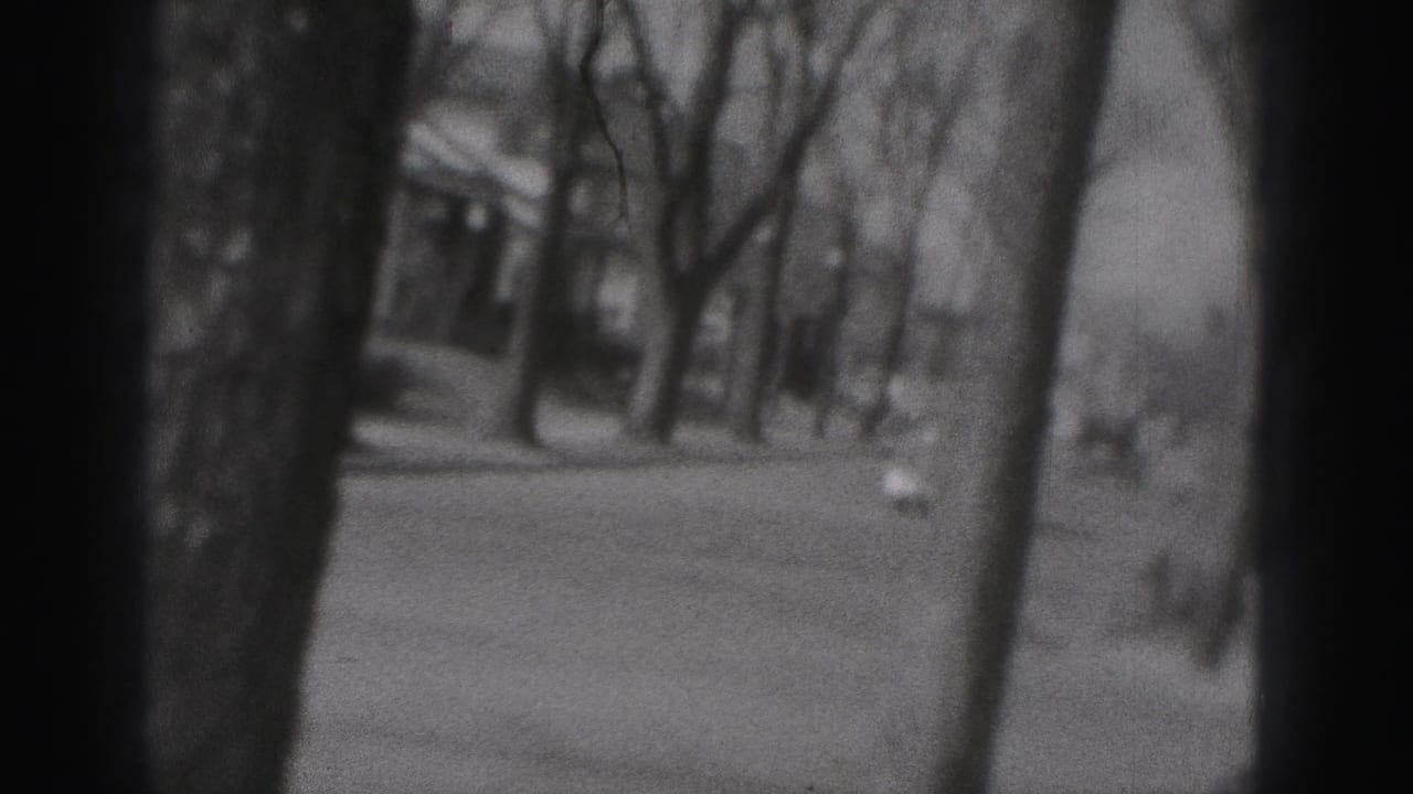 Blurred residential street framed by dark tree trunks and bare branches.