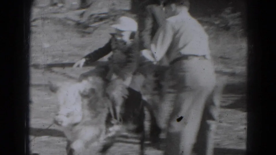 In 1947 Lincoln, Nebraska home-movie footage, a boy rides a small calf as an adult stands close in a sunlit yard.