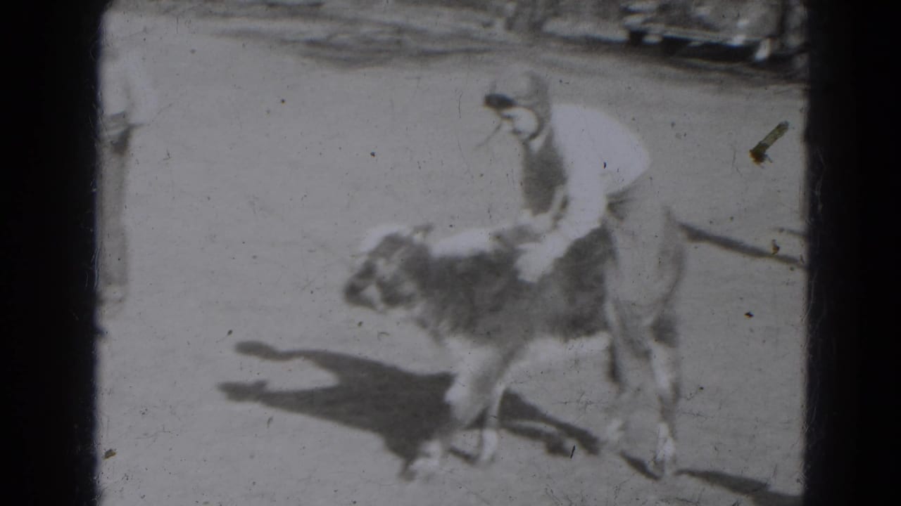 The calf moves through the bright yard as the young rider leans forward, with open ground and shadows around them.