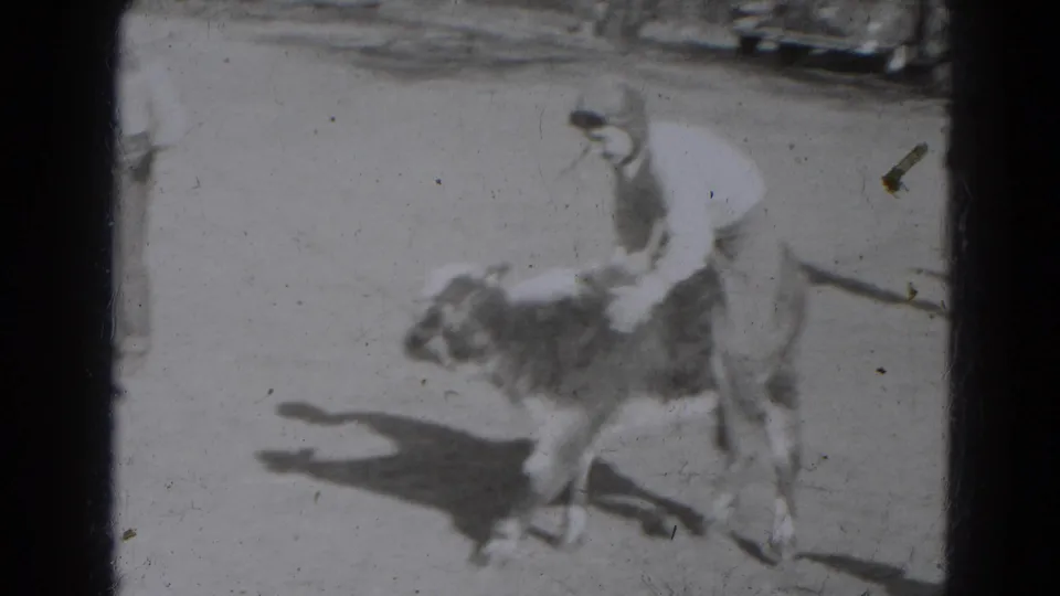 The calf moves through the bright yard as the young rider leans forward, with open ground and shadows around them.