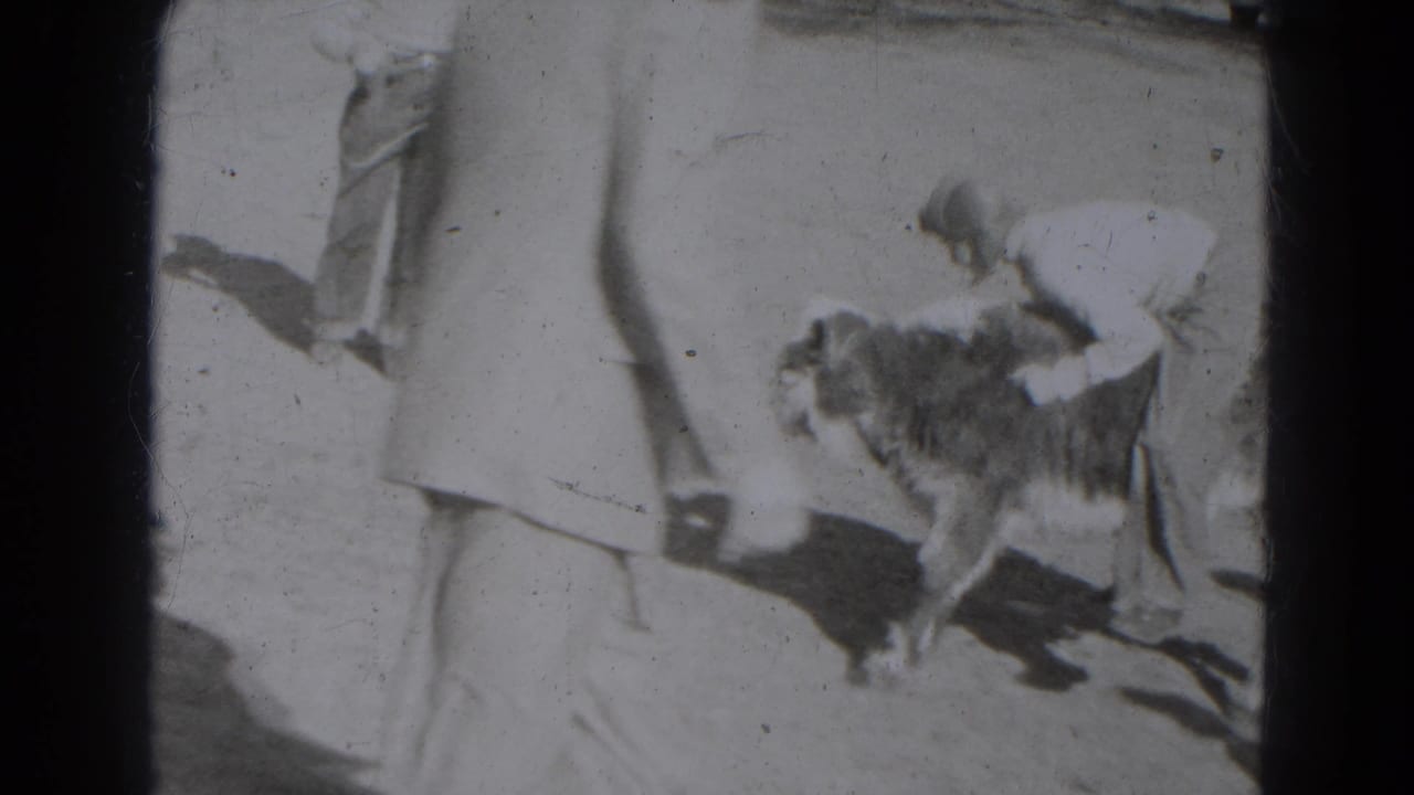Near the end of the 1947 home-movie clip, an adult reaches toward the calf as a foreground figure partially blocks the view.