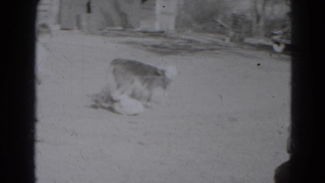 A calf is low to the ground in a dusty yard while a figure stands nearby.