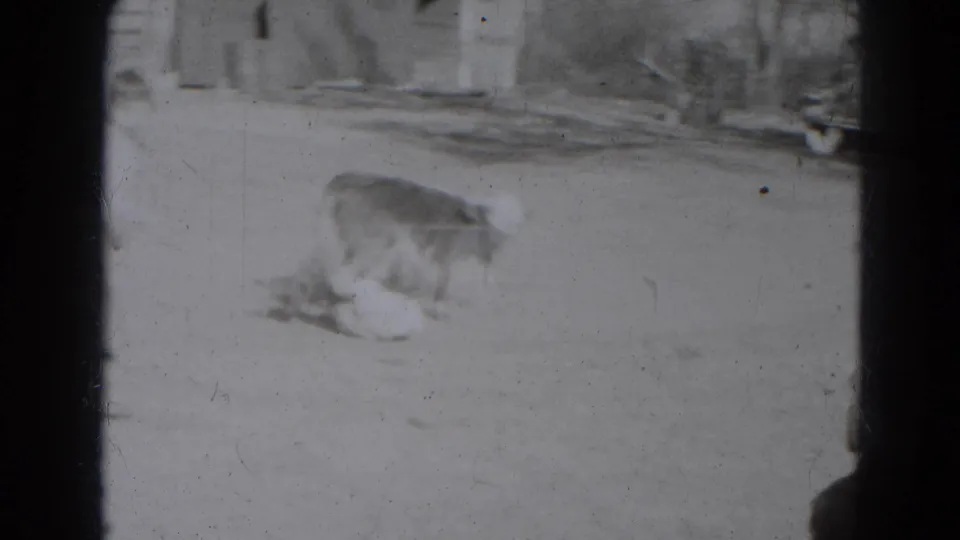 In 1947 Lincoln, Nebraska footage, a calf appears low or fallen in a dusty outdoor yard with a nearby participant partly visible.