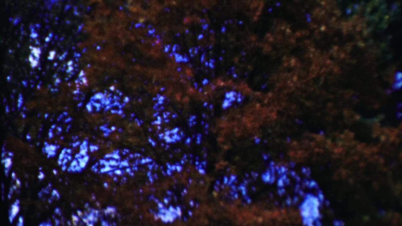 Autumn treetops with dark branches and red-orange leaves against blue sky.