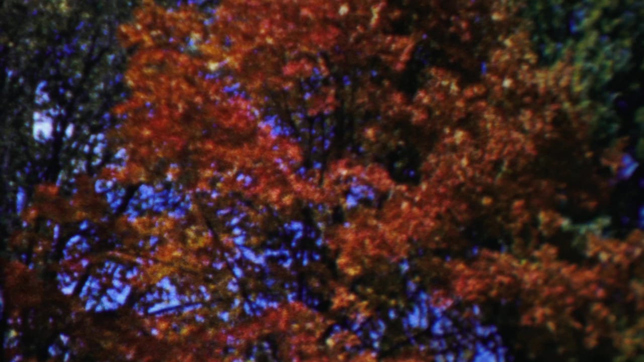 1958 Cheyenne County, Kansas foliage frame showing dense orange-red leaves mixed with darker branches and blue sky gaps.