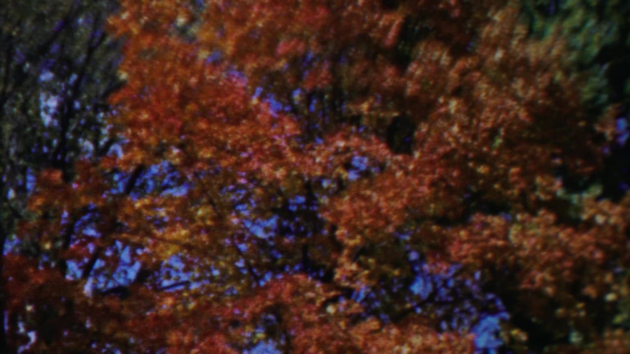 Cheyenne County, Kansas 1958 home-movie frame with a close, handheld view of orange autumn leaves and branching canopy.