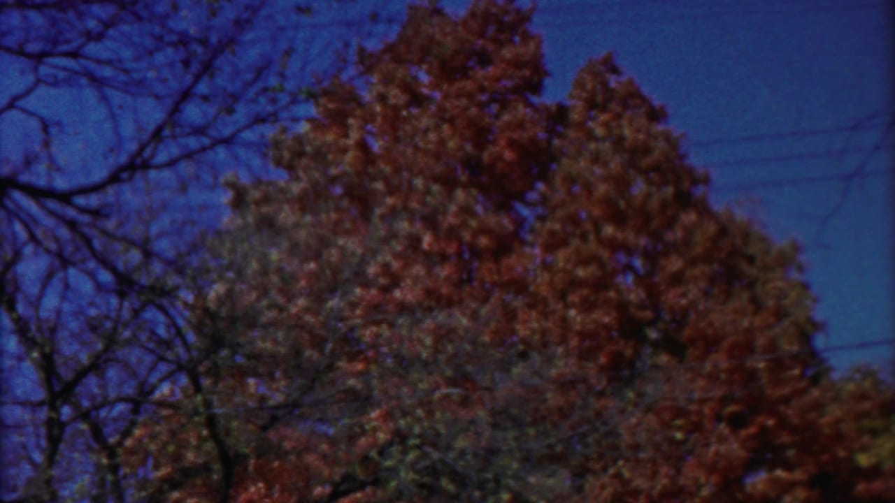 1958 Kansas 8mm frame showing autumn treetops, bare branches, deep blue sky, and faint utility lines near the edge.