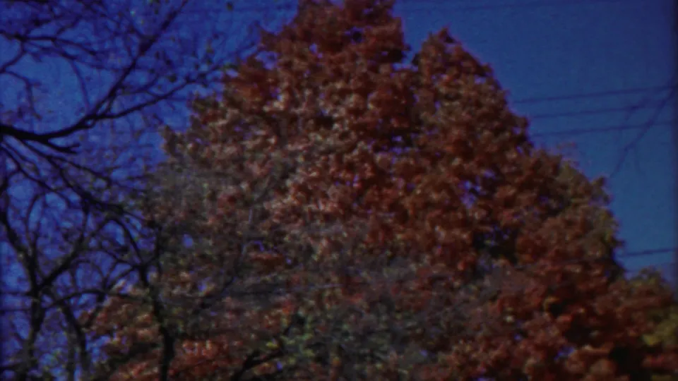 1958 Cheyenne County, Kansas home-movie frame showing a tall autumn tree, bare branches, blue sky, and faint utility lines.