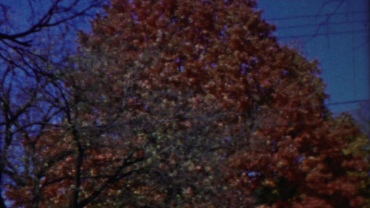 1958 Kansas 8mm frame of dense fall foliage, dark bare limbs, blue sky, and thin power lines in the background.