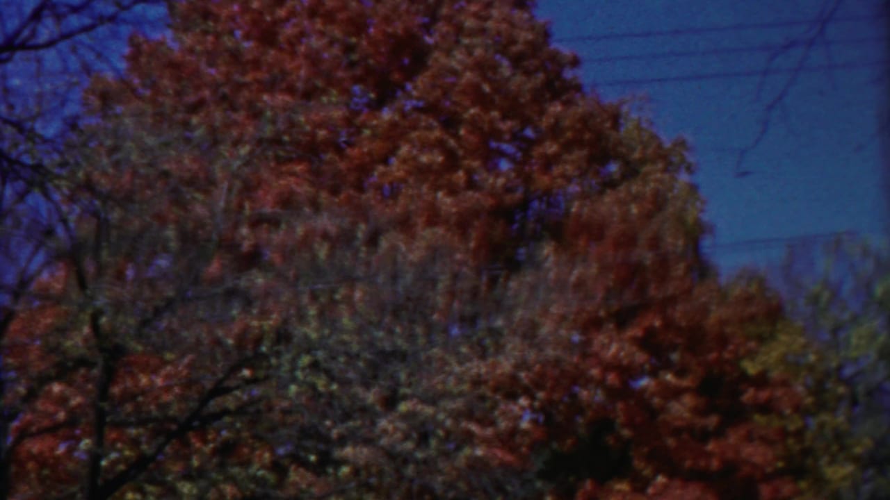Home-movie frame from Cheyenne County, Kansas showing a large red-orange tree and nearby bare branches under a saturated blue sky.