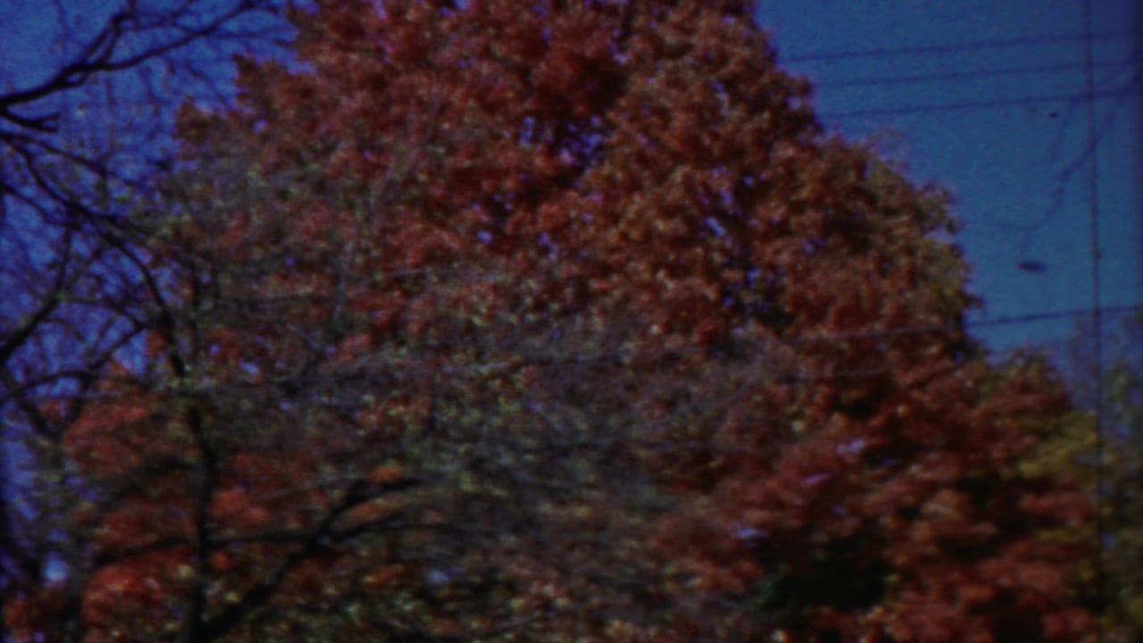 Kansas home-movie frame showing autumn foliage, bare foreground branches, blue sky, and faint utility wires across the background.