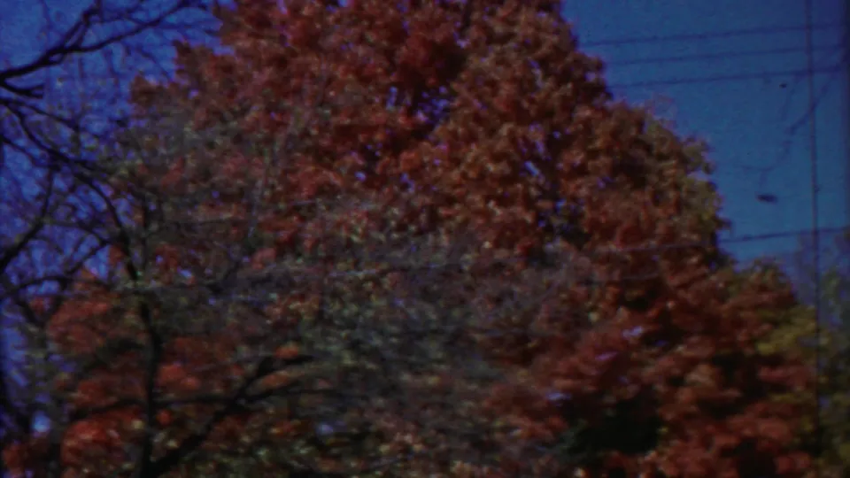 Kansas home-movie frame showing autumn foliage, bare foreground branches, blue sky, and faint utility wires across the background.