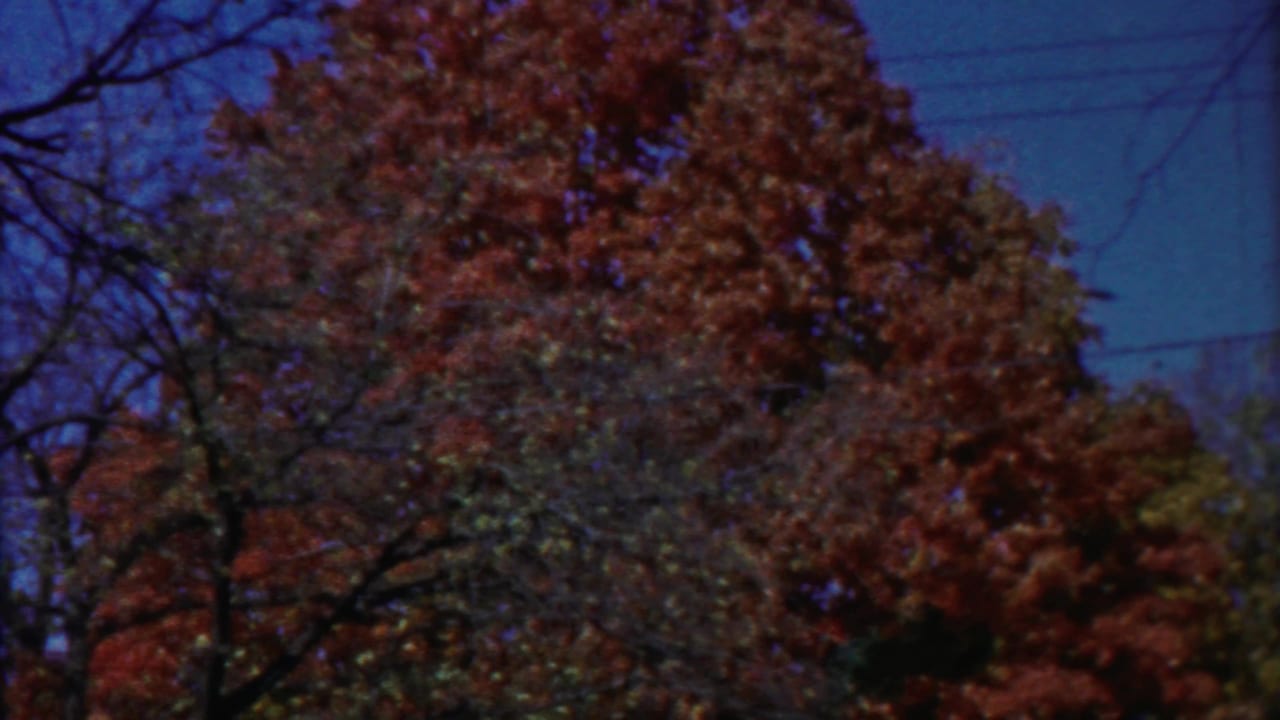1958 Cheyenne County, Kansas 8mm frame showing red-orange tree foliage below a blue sky, with bare limbs around the canopy.