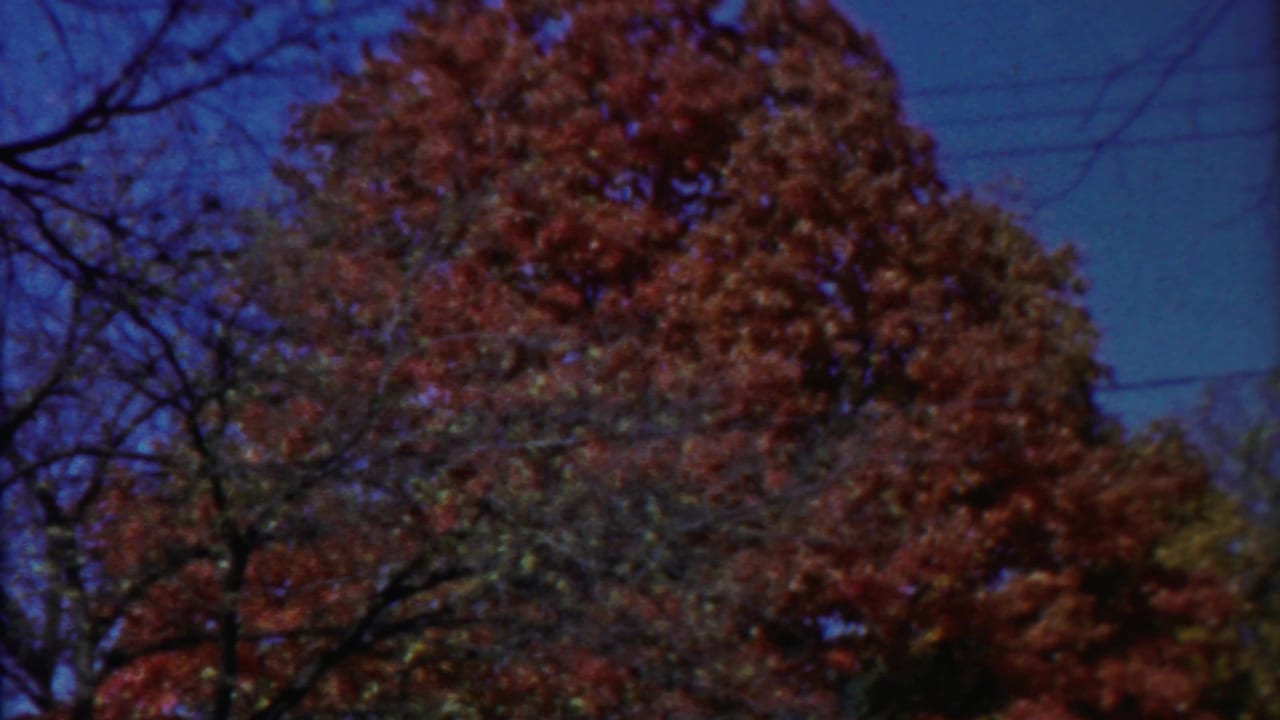 1958 Cheyenne County, Kansas 8mm view of reddish autumn foliage framed by bare branches against a blue sky.