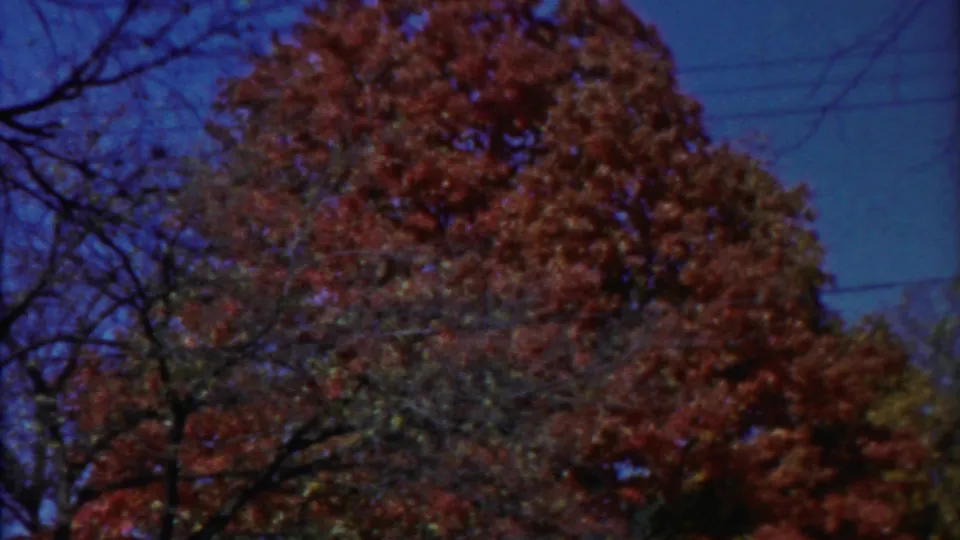 1958 Cheyenne County, Kansas 8mm view of reddish autumn foliage framed by bare branches against a blue sky.