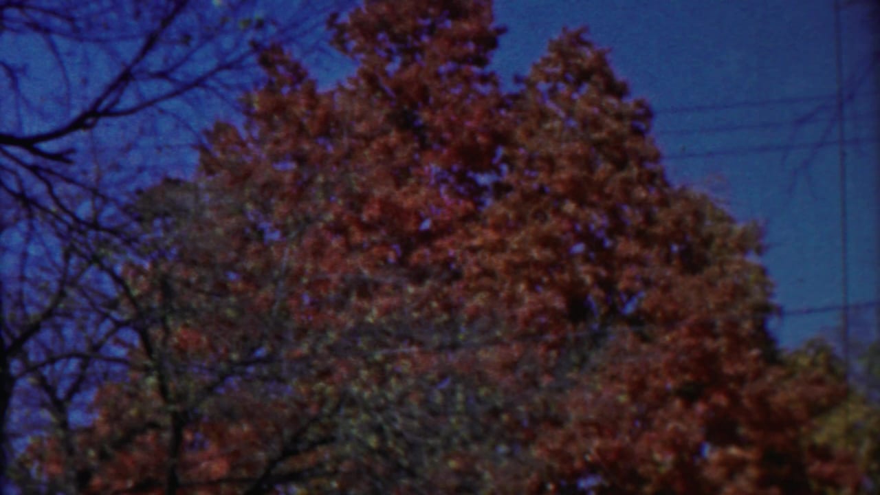 1958 Cheyenne County, Kansas 8mm frame showing a low-angle view of red and orange autumn treetops under blue sky.