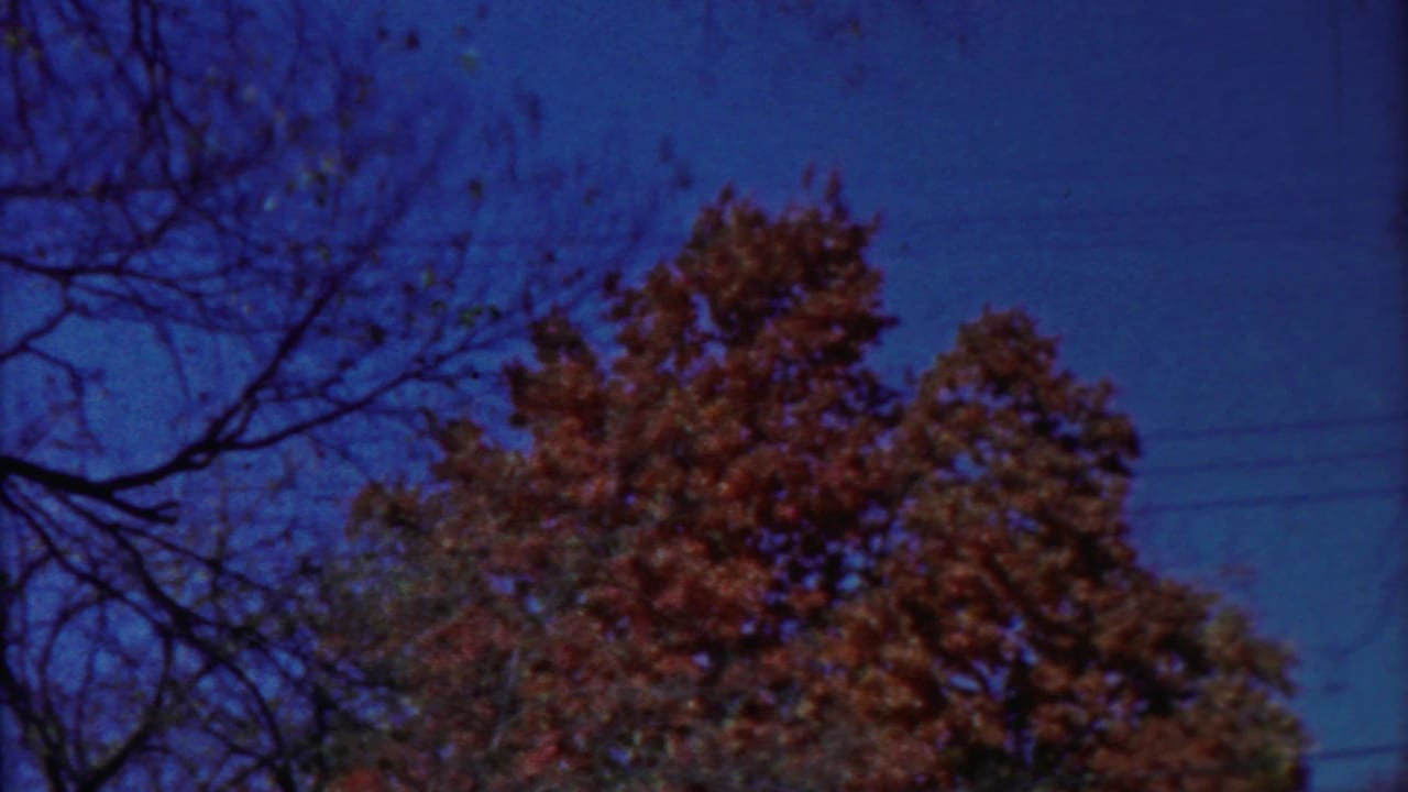 Windy 1958 Kansas tree view with reddish foliage, dark bare limbs, blue sky, and utility lines in the background.