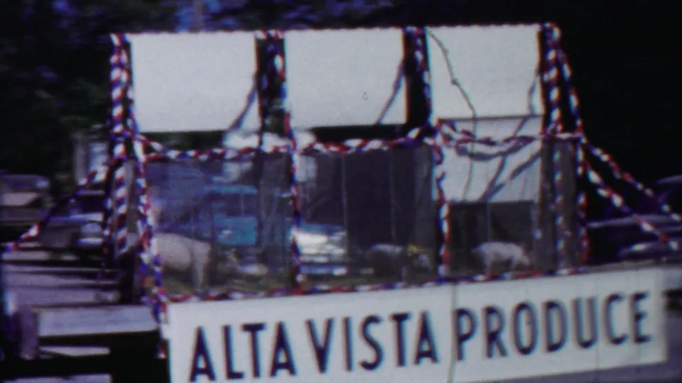 Closer 8mm view of pigs inside a decorated parade float enclosure with Alta Vista Produce lettering below and parked cars nearby.