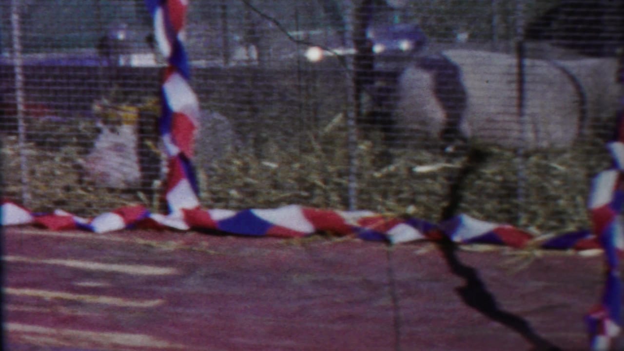 Wire livestock pen with pigs behind fencing and red, white, and blue bunting along the ground.