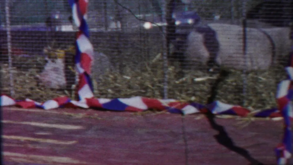 A wire-fenced livestock pen in the 1958 Kansas clip shows pigs on hay bedding beside red, white, and blue bunting.
