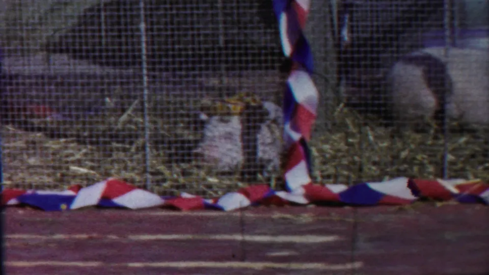 Close view of pigs inside a wire livestock pen with hay bedding and red, white, and blue bunting in the foreground.