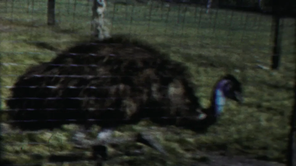 1958 Kansas home-movie frame showing a large dark-feathered bird behind wire fencing in a grassy enclosure.
