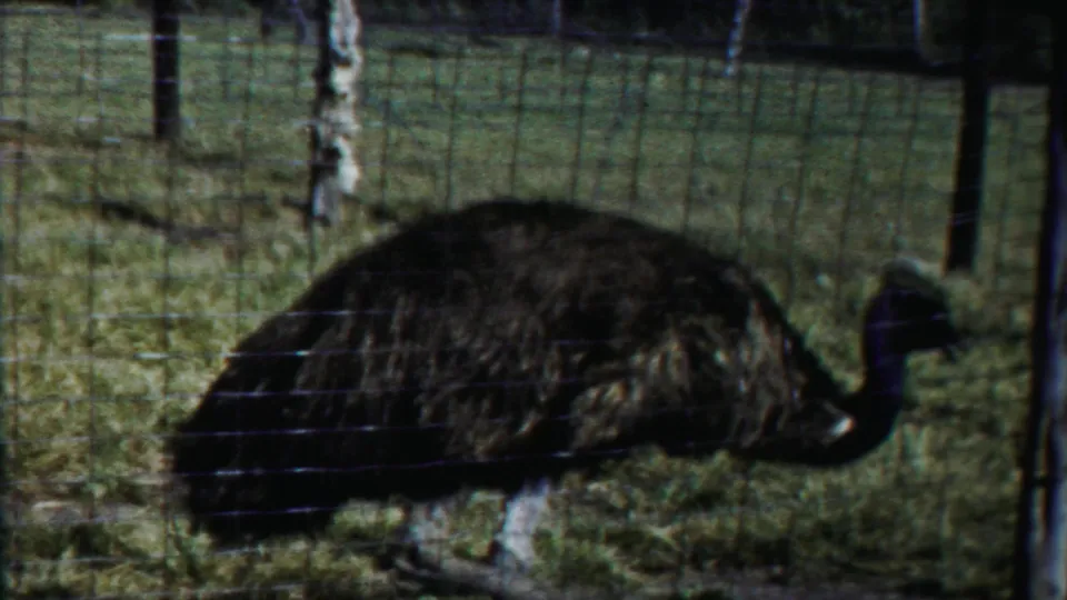 1958 Cheyenne County frame showing a large flightless bird moving within a wire-fenced grassy enclosure.