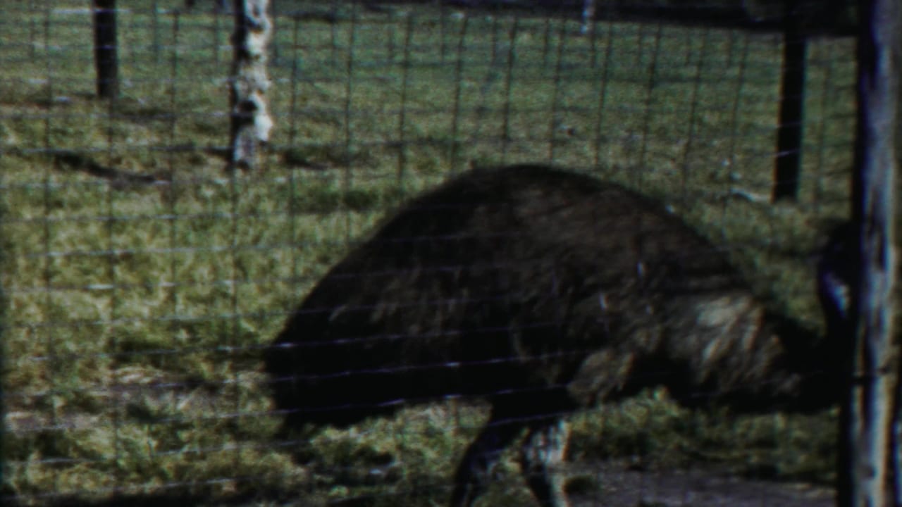 1958 Cheyenne County, Kansas 8mm frame showing an emu moving left to right behind wire fencing in a grassy zoo enclosure.