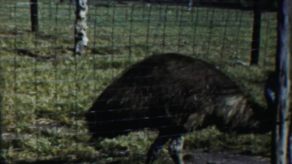 1958 Cheyenne County, Kansas 8mm frame showing an emu moving left to right behind wire fencing in a grassy zoo enclosure.