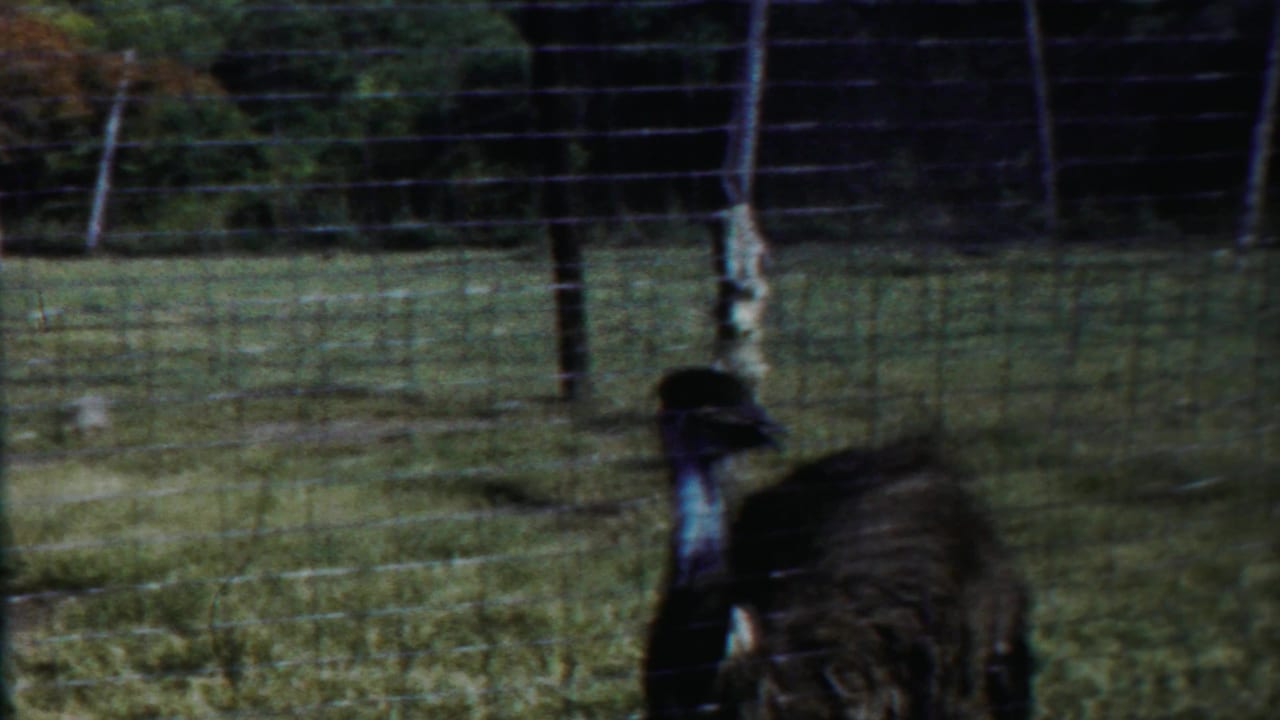 Emu neck and body partly framed by a fence post and wire enclosure.