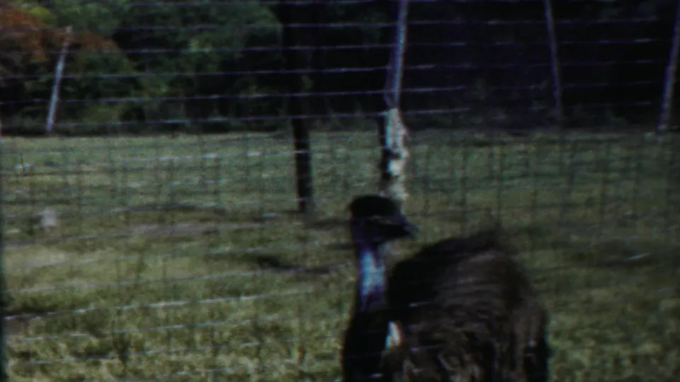 1958 Kansas zoo footage frame with the emu partly obscured by a vertical post and wire fencing as it turns near the camera.