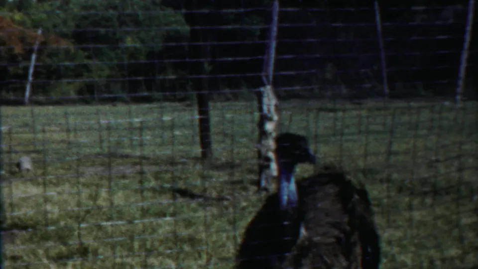 1958 Cheyenne County, Kansas home-movie frame showing the emu near the wire fence, its dark body and blue neck visible in soft focus.