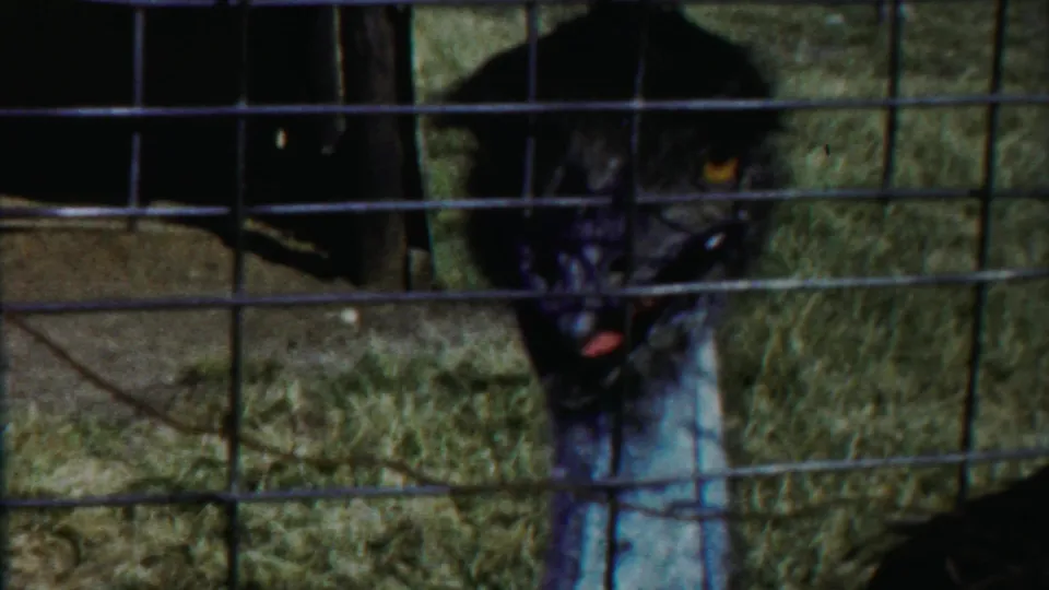 Close 1958 Kansas zoo frame of an emu facing the camera behind square wire fencing, with grass and a dark enclosure area behind it.