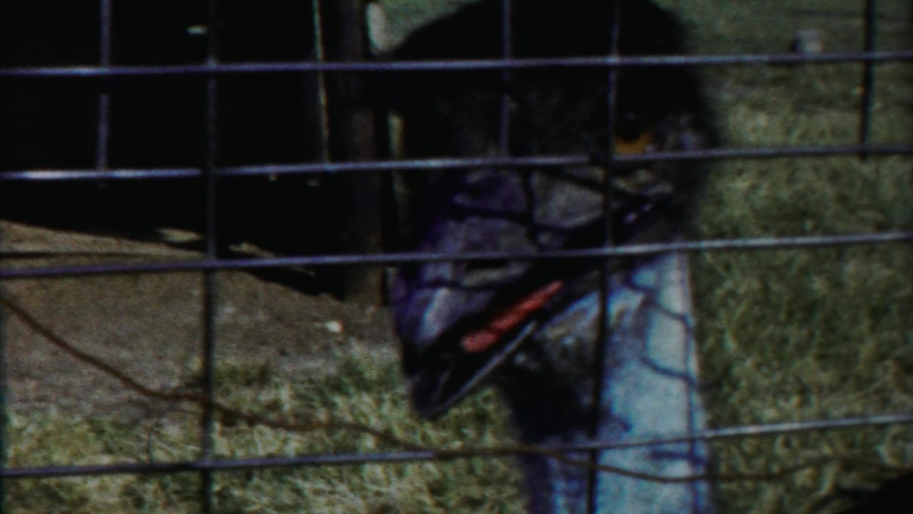 Emu standing behind a square wire fence in a zoo enclosure.
