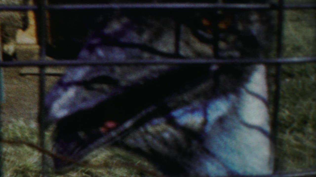 Close 8mm view of an emu behind a fence, with its dark head, long neck, and enclosure grid filling the frame.